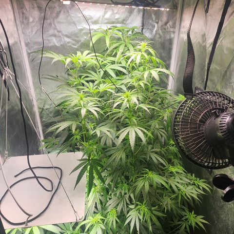 MiGala (PRENSEED)  growlog timeline photo