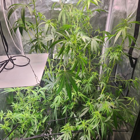 MiGala (PRENSEED)  growlog timeline photo