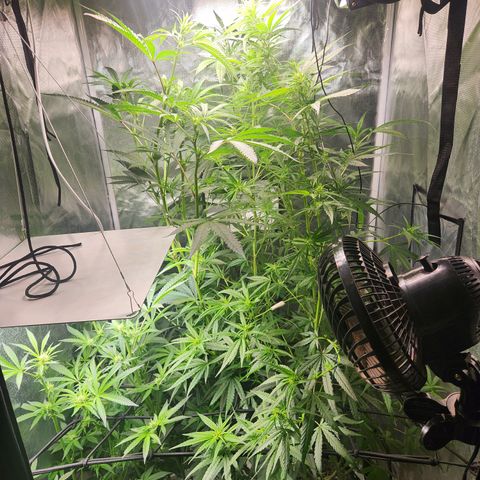 MiGala (PRENSEED)  growlog timeline photo