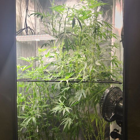 MiGala (PRENSEED)  growlog timeline photo