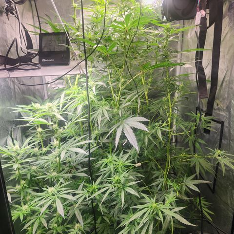 MiGala (PRENSEED)  growlog timeline photo