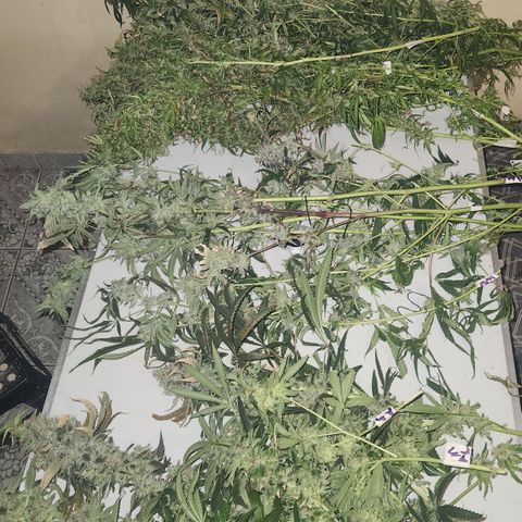 MiGala (PRENSEED)  growlog timeline photo