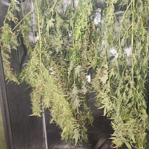 MiGala (PRENSEED)  growlog timeline photo