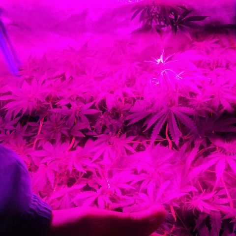 Choco Cookies  growlog timeline photo