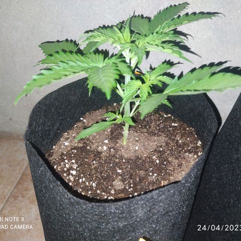 Choco Cookies  growlog timeline photo