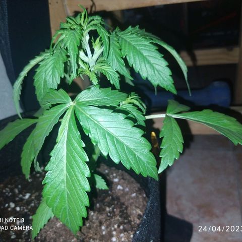 Choco Cookies  growlog timeline photo