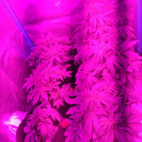 Choco Cookies  growlog timeline photo