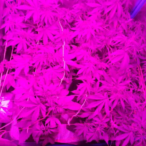 Choco Cookies  growlog timeline photo