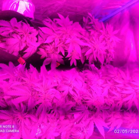 Choco Cookies  growlog timeline photo
