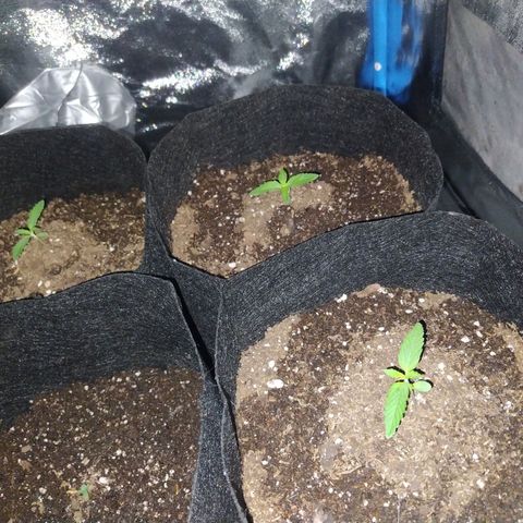 Choco Cookies  growlog timeline photo