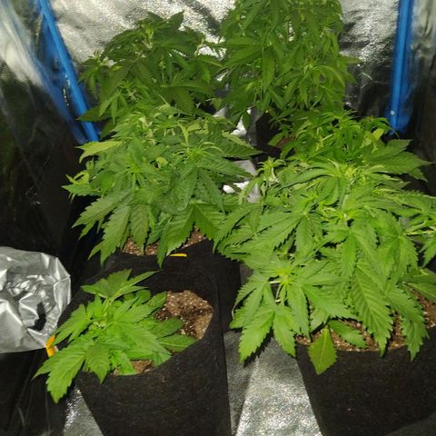 Choco Cookies  growlog timeline photo