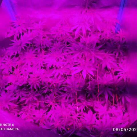 Choco Cookies  growlog timeline photo