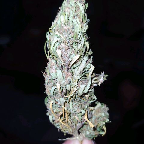 Choco Cookies  growlog timeline photo