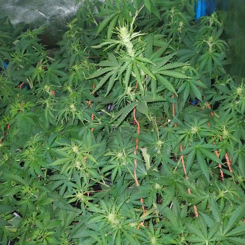 Choco Cookies  growlog photo: Comienzo de Prefloracion =)