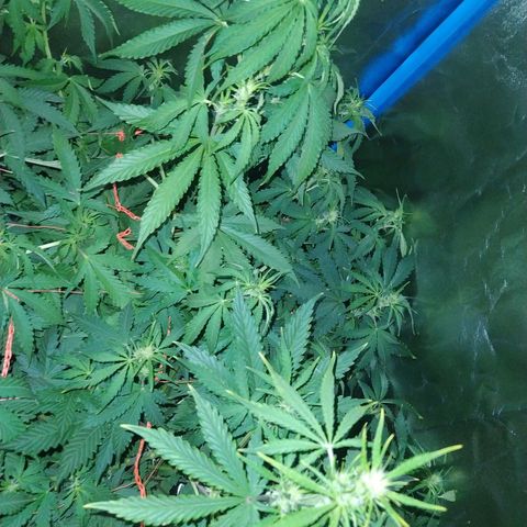 Choco Cookies  growlog photo: Dando sus últimos estirones preparándose para su última etapa de vida, sin saber el destino fatal que le espera!!  