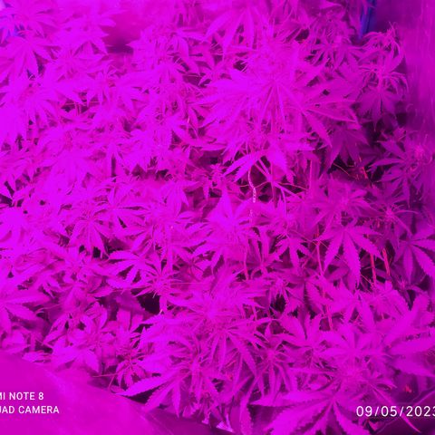 Choco Cookies  growlog photo: Dando sus últimos estirones preparándose para su última etapa de vida, sin saber el destino fatal que le espera!!  