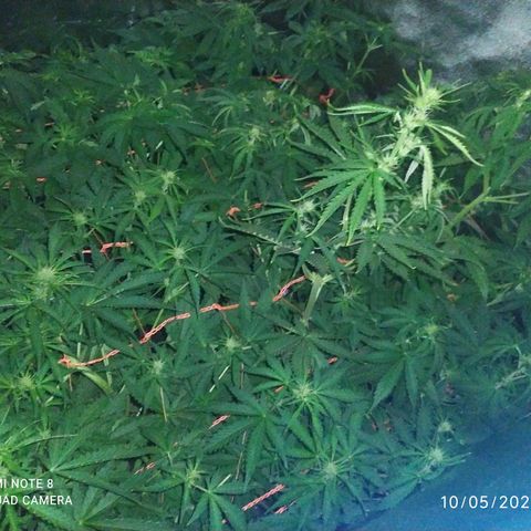 Choco Cookies  growlog photo: 😋😋😋😋🌱