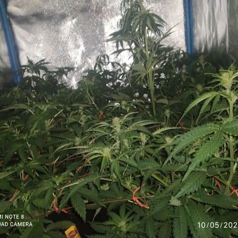 Choco Cookies  growlog photo: 😋😋😋😋🌱