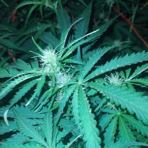 Choco Cookies  growlog photo: 😋😋😋😋🌱