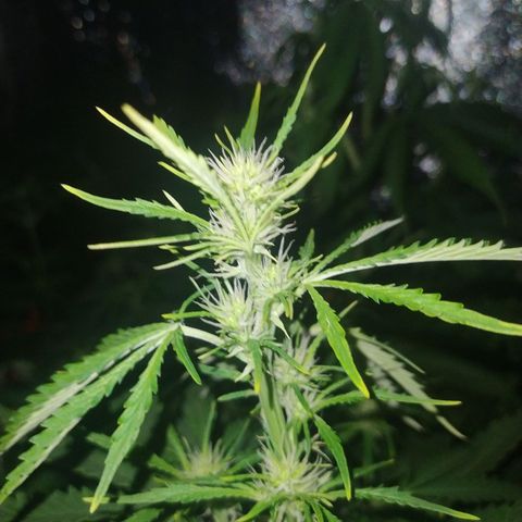 Choco Cookies  growlog photo: 😋😋😋😋🌱
