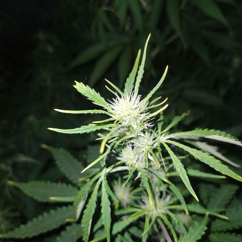 Choco Cookies  growlog timeline photo