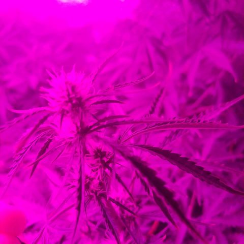 Choco Cookies  growlog timeline photo