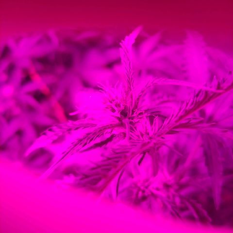 Choco Cookies  growlog photo: Cambio de Ciclo 12/12 hs