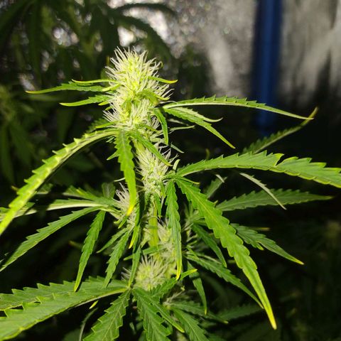 Choco Cookies  growlog timeline photo