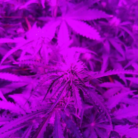 Choco Cookies  growlog photo: Bellas 😋🍪