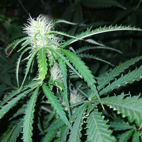 Choco Cookies  growlog photo: Bellas 😋🍪