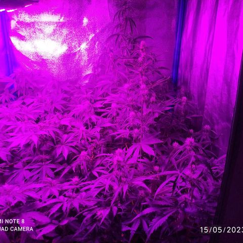 Choco Cookies  growlog timeline photo