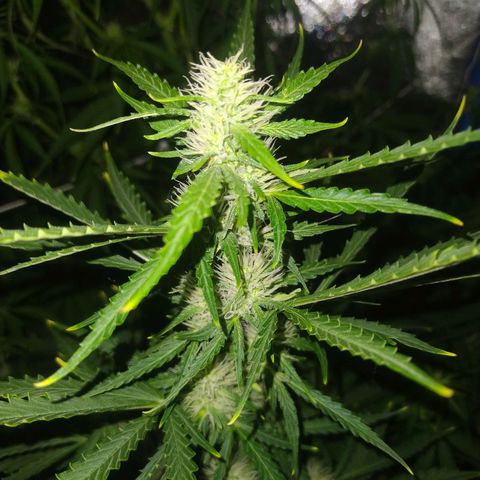 Choco Cookies  growlog photo: 😋😋