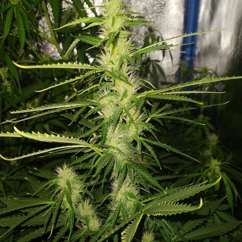 Choco Cookies  growlog timeline photo
