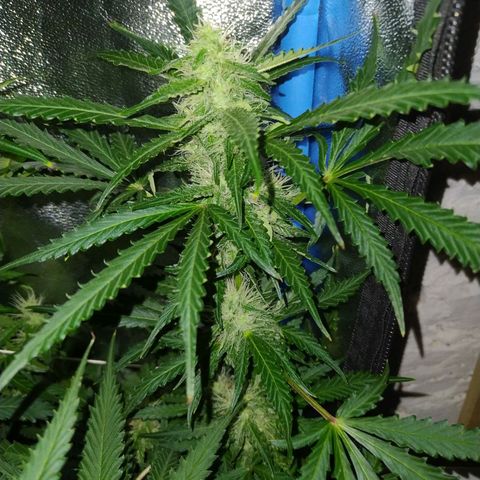 Choco Cookies  growlog photo: Proceso 50 días desde su Germinacion