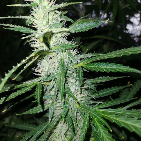 Choco Cookies  growlog photo: Proceso 50 días desde su Germinacion