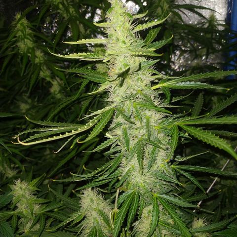 Choco Cookies  growlog timeline photo