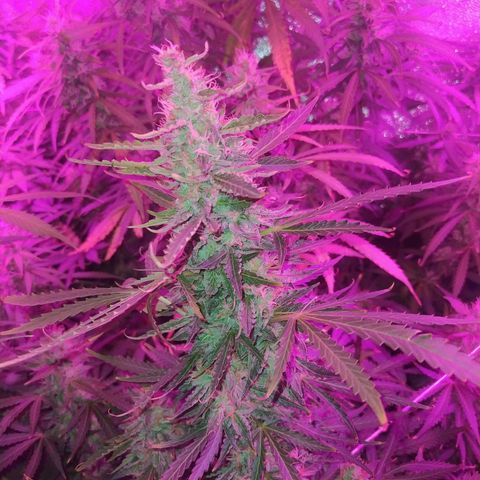Choco Cookies  growlog photo: Comienza lavado de raices