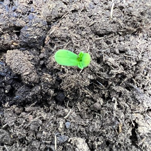 Mimosa Evo growlog photo: Seedling has emerged from the soil, displaying its first leaves (cotyledons)