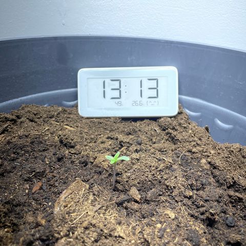 Mimosa Evo growlog timeline photo