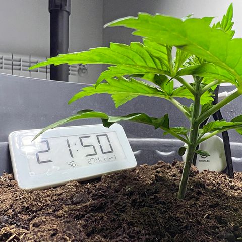 Mimosa Evo growlog timeline photo