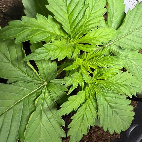 Mimosa Evo growlog timeline photo