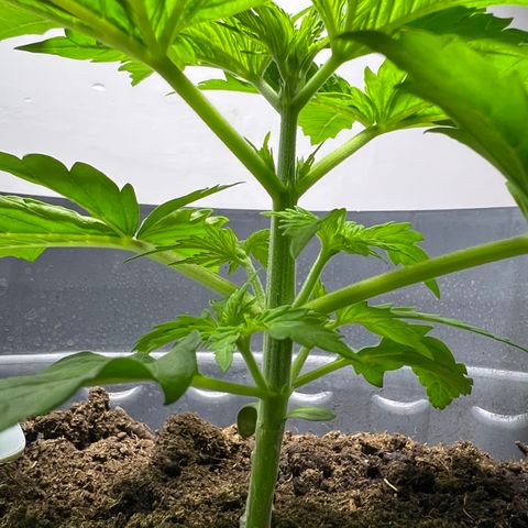Mimosa Evo growlog timeline photo