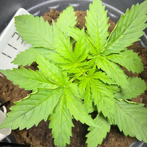 Mimosa Evo growlog timeline photo