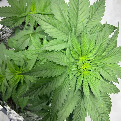Mimosa Evo growlog photo: The Mimosa Evo Auto has reached a height exceeding 28 cm. A minor low stress training (LST) was performed to enhance light penetration to the lower part of the plant, aiming for an even canopy and better light distribution. No signs of stress from the LST are evident, and the plant appears healthy with vibrant green foliage. Continued attention will be given to ensure optimal growth conditions are maintained.