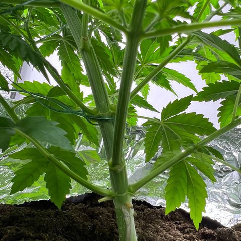 Mimosa Evo growlog photo: The Mimosa Evo Auto has reached a height exceeding 28 cm. A minor low stress training (LST) was performed to enhance light penetration to the lower part of the plant, aiming for an even canopy and better light distribution. No signs of stress from the LST are evident, and the plant appears healthy with vibrant green foliage. Continued attention will be given to ensure optimal growth conditions are maintained.