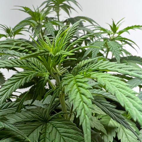 Mimosa Evo growlog timeline photo