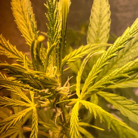 Mimosa Evo growlog timeline photo
