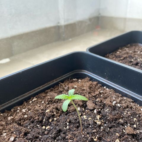Syrup Budhha 1 growlog timeline photo