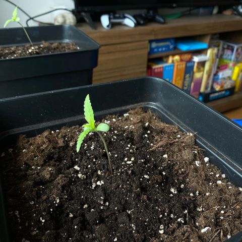 Syrup Budhha 1 growlog timeline photo