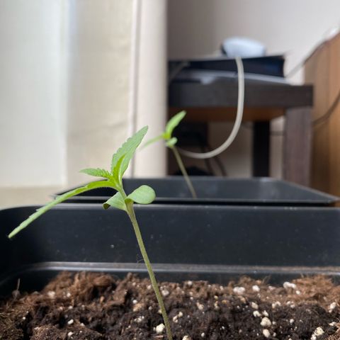 Syrup Budhha 1 growlog timeline photo